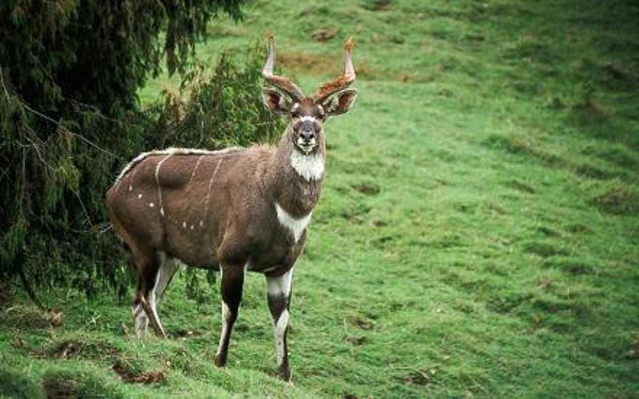 Bale Mountains National Park