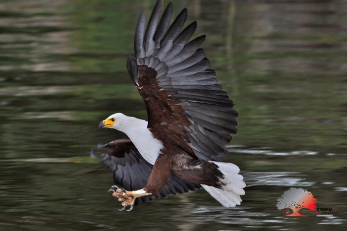 Birding Ethiopia Tours