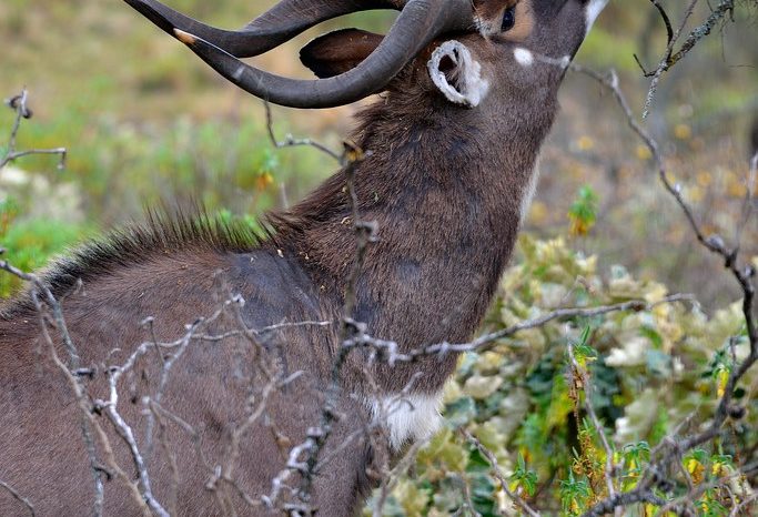 Bale Mountains