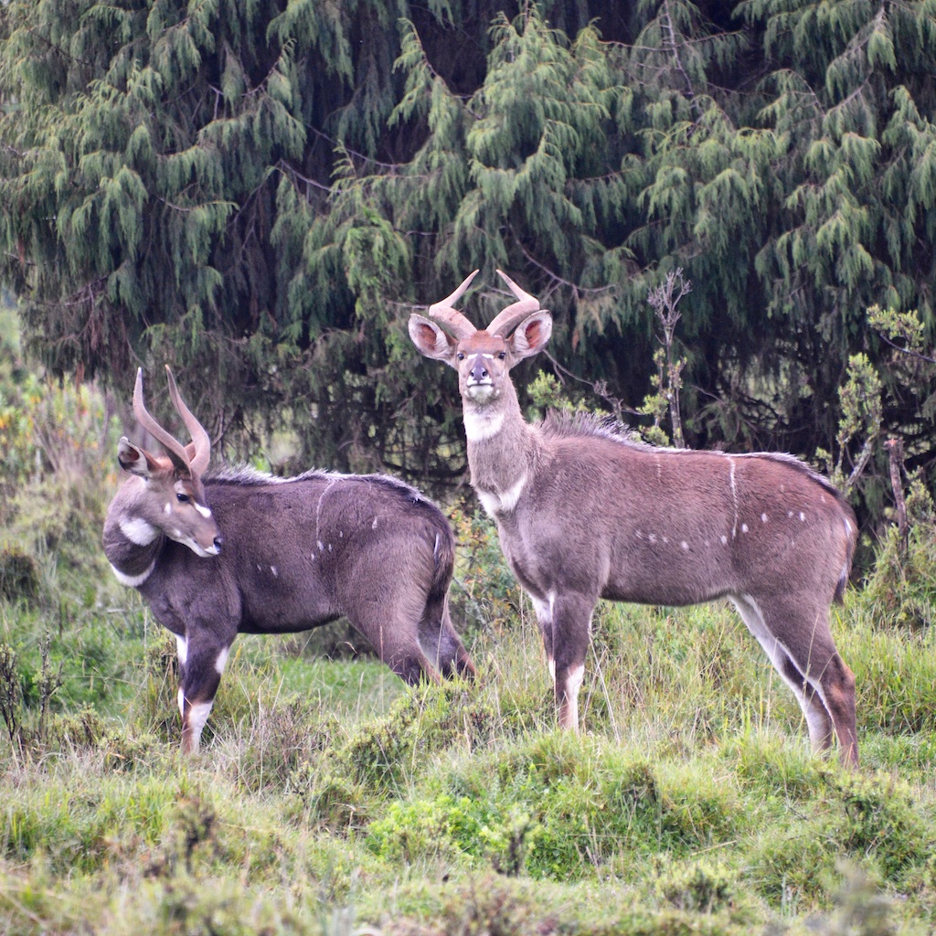 Bale Mountains 524318a5 b1d6 426a b306 7aaf338561c8