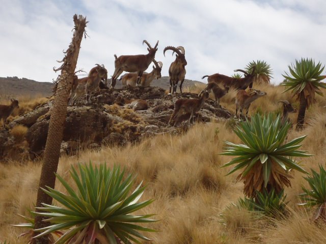 Simien Mountain Trekking 2 Simien Mountain Trekking b36e4f95 b6a6 478a 9ff1 1ddd52eeb8c5
