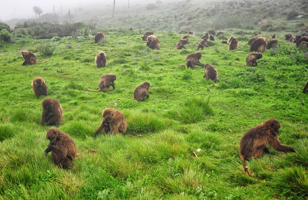 Simien Mountain f7629864 9136 4385 8b1c e30d0ec4c36c