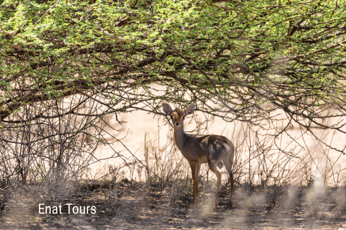 2-Day Awash National Park Game Safari