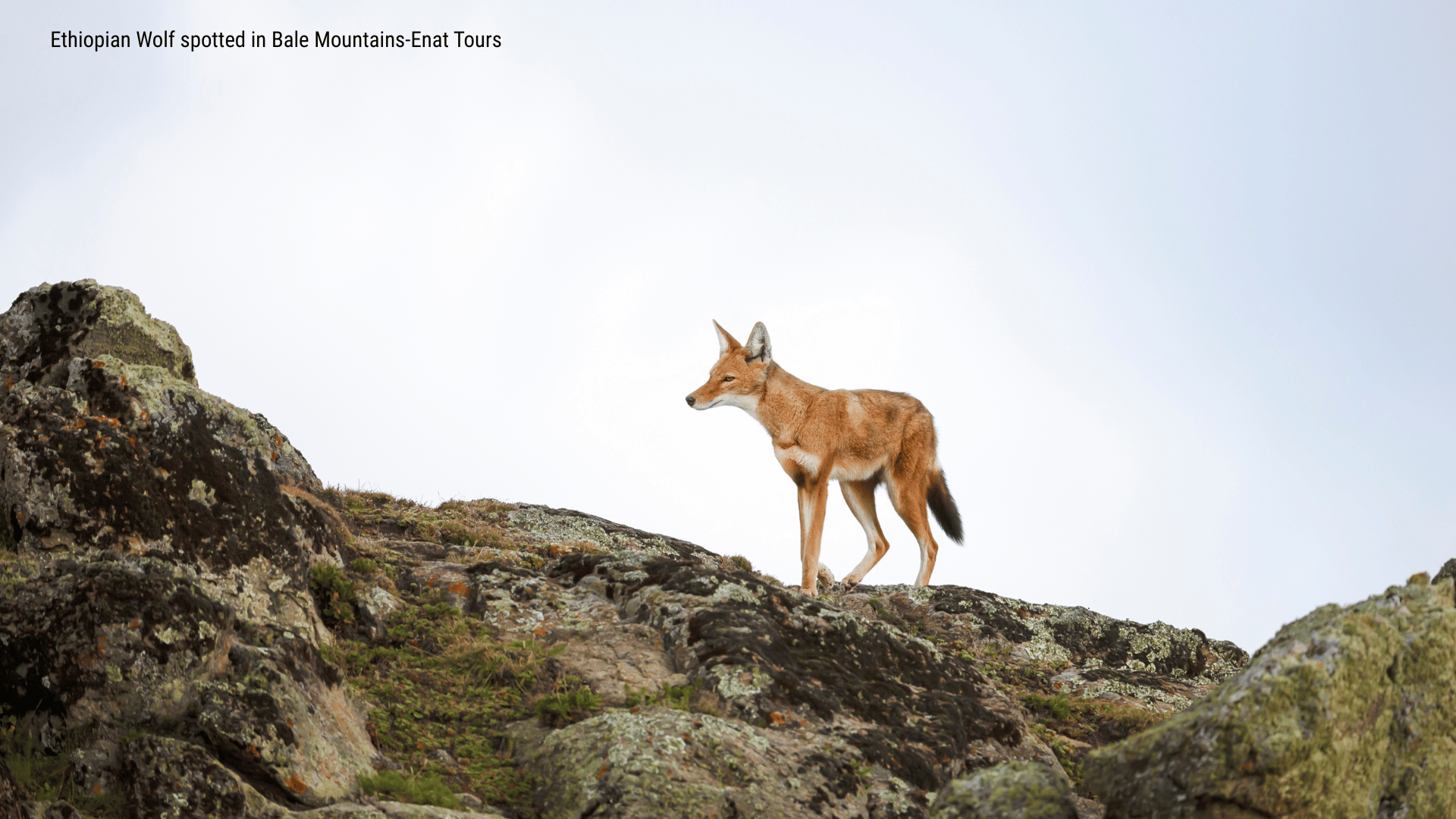 5 Days Bale Mountain Trekking Tours 1 5 Days Bale Mountain Trekking Tours Ethiopian Wolf spotted in Bale Mountains Enat Tours
