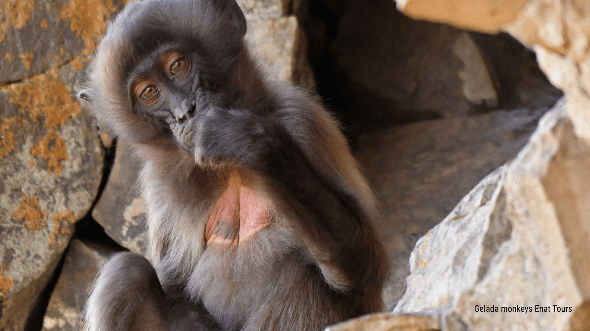 1-Day Debre Libanos Excursions and Portuguese Bridge 1 Debre Libanos Excursion Ethiopia