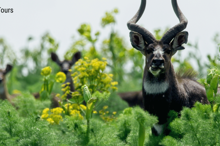 5 Days Bale Mountain Trekking Tours