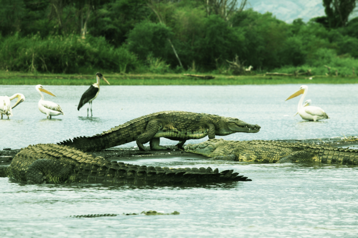 12-Day Southern Ethiopia & Bale Mountains Tour