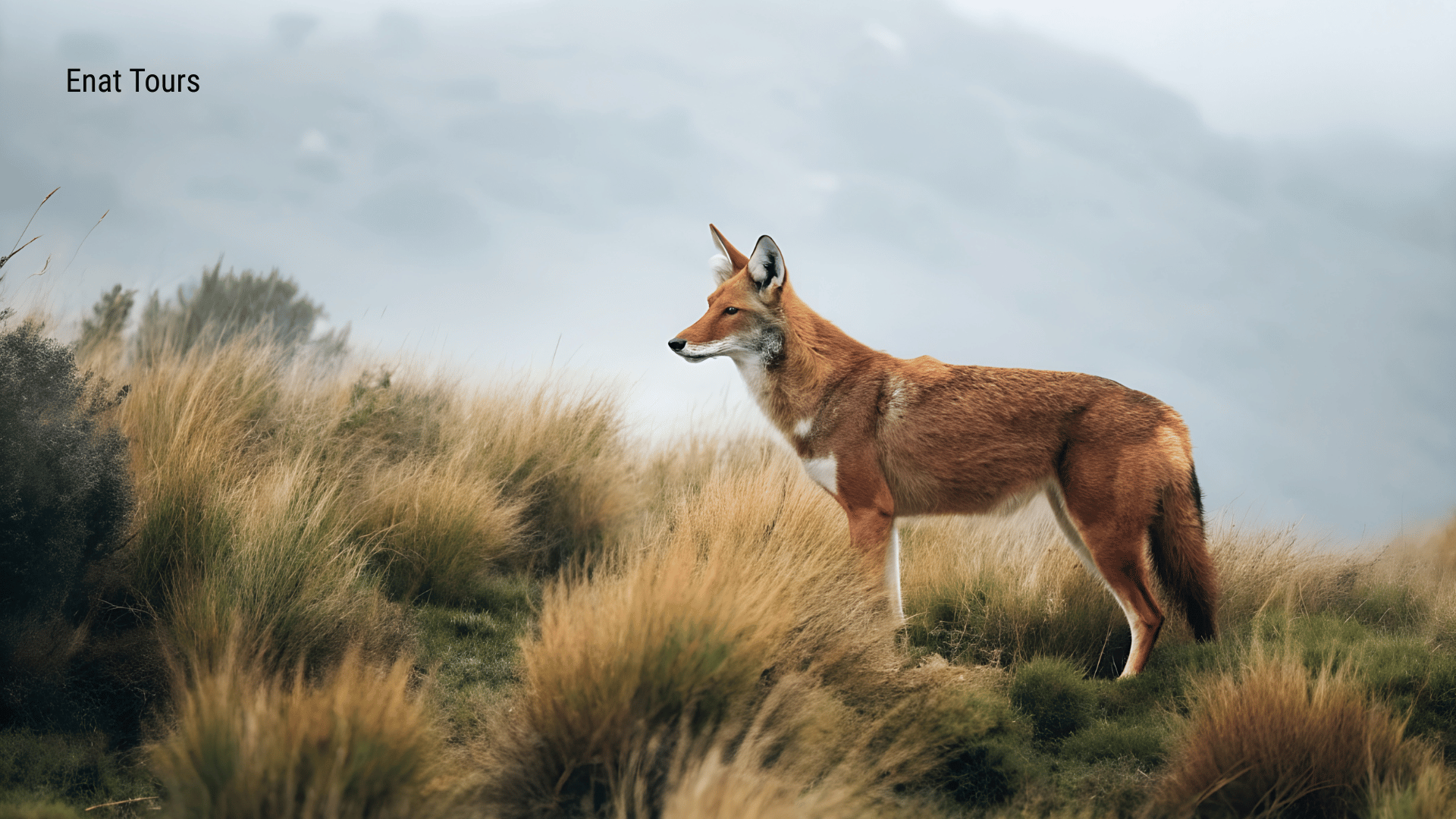 12-Day Southern Ethiopia & Bale Mountains Tour 3 Southern Ethiopia and Bale Mountains Tour